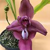 Lycaste Sol de Medic Dia 